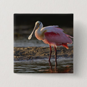 Bóton Quadrado 5.08cm Roseate Spoonbill, Ajaia ajaja, Querido Ding