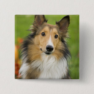 Bóton Quadrado 5.08cm Rough Collie, cão