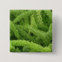 Samambaia rabo-de-raposa, Asparagus densiflorus my