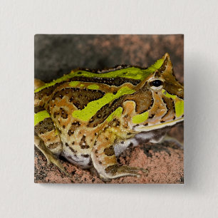 Bóton Quadrado 5.08cm Sapo de Corno Brasileiro, Ceratophrys cornuta, Nat