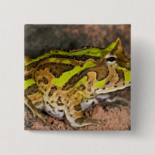 Bóton Quadrado 5.08cm Sapo de Corno Brasileiro, Ceratophrys cornuta, Nat