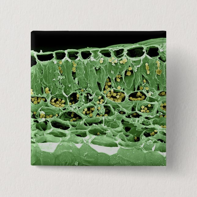 Bóton Quadrado 5.08cm Secção transversal da folha (Frente)