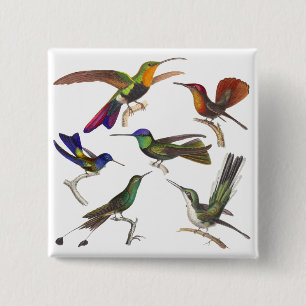 Bóton Quadrado 5.08cm Seis colibris diferentes - lição de Rene Primeve
