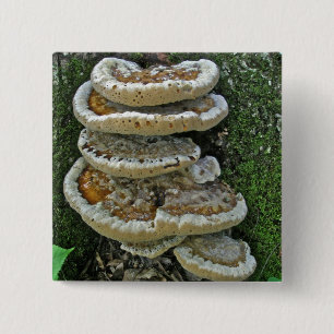 Bóton Quadrado 5.08cm Shelf Fungi em Stump