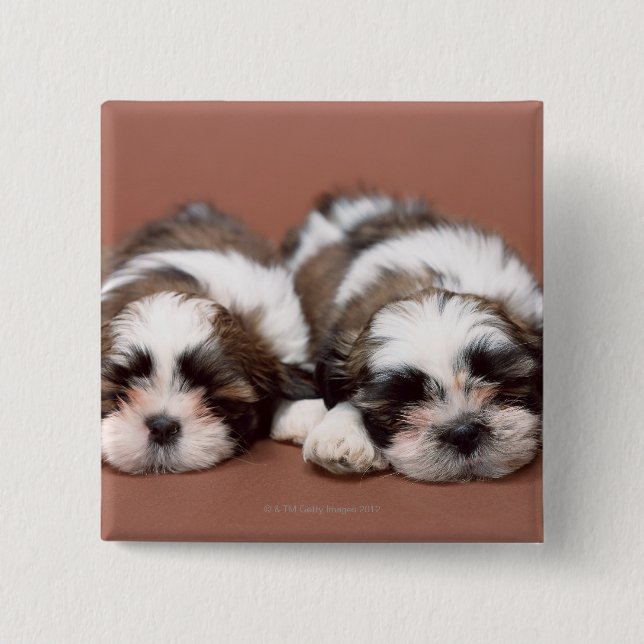 Bóton Quadrado 5.08cm Shih Tzu (Frente)