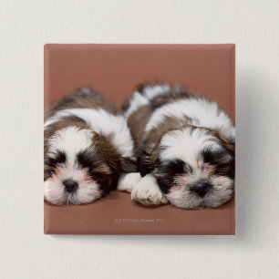 Bóton Quadrado 5.08cm Shih Tzu