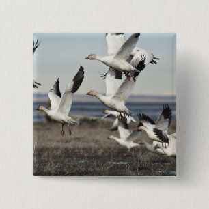 Bóton Quadrado 5.08cm Snow Geese Voadora