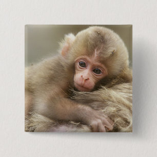 Bóton Quadrado 5.08cm Snow Monkey Baby, Jigokudani, Nagano, Japão 2