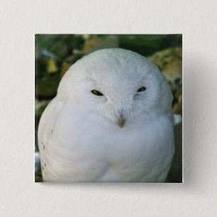 Bóton Quadrado 5.08cm Snowy Owl