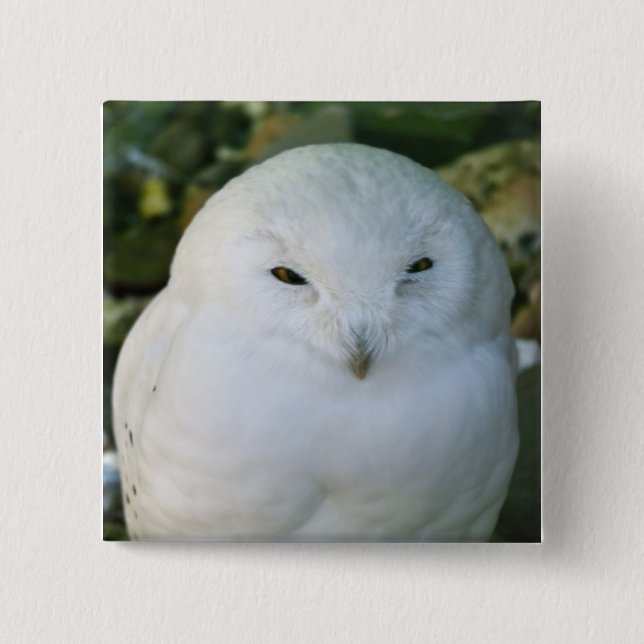Bóton Quadrado 5.08cm Snowy Owl (Frente)