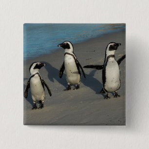 Bóton Quadrado 5.08cm Spheniscus africano Demersus dos pinguins  