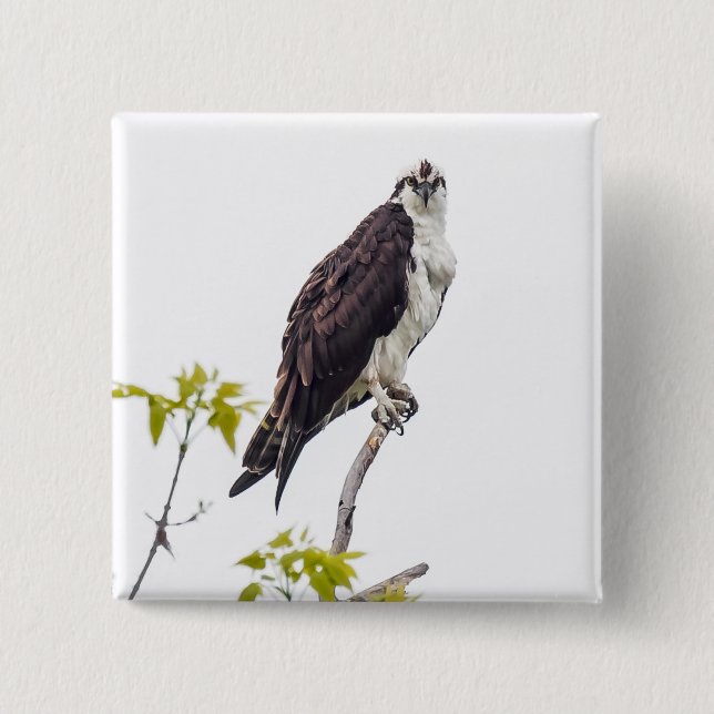 Bóton Quadrado 5.08cm Staring Osprey (Frente)