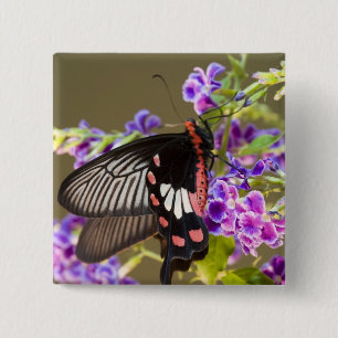 Bóton Quadrado 5.08cm Sudeste Asiático, Tailândia, Doi Inthanon, Papilio