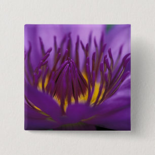 Bóton Quadrado 5.08cm Tailândia, Banguecoque, Lótus roxo e amarelo 2