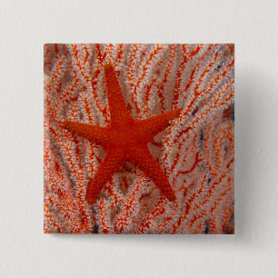 Bóton Quadrado 5.08cm Tailândia, Estrela do Mar