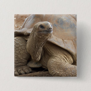 Bóton Quadrado 5.08cm Tartaruga terrestre de Aldabra de Seychelles