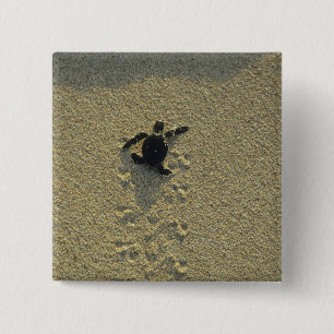 Bóton Quadrado 5.08cm Tartaruga Verde, (Chelonia mydas), filhote