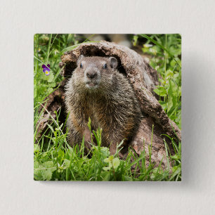 Bóton Quadrado 5.08cm Tatu-bola em um tronco oco