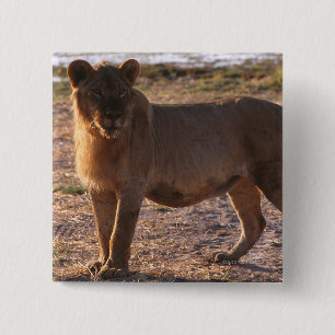 Bóton Quadrado 5.08cm Tau, Leão, Foto