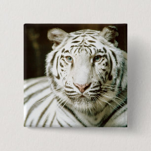 Bóton Quadrado 5.08cm Tigre branco