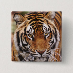 Bóton Quadrado 5.08cm Tigre-de-bengala, Panthera tigris
