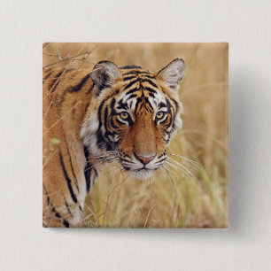 Bóton Quadrado 5.08cm Tigre-de-bengala-real
