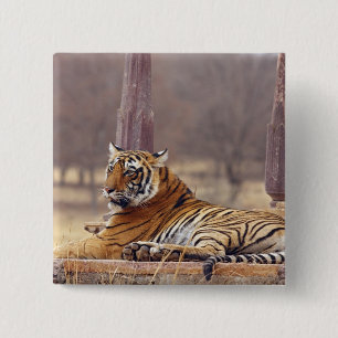 Bóton Quadrado 5.08cm Tigre-de-bengala-real no ceaph,