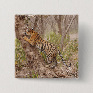 Bóton Quadrado 5.08cm Tigre-de-bengala-real subindo na árvore,