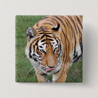 Bóton Quadrado 5.08cm Tigre Friends-011