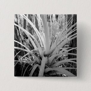 Bóton Quadrado 5.08cm Tillandsia epítica é comum na Flórida.