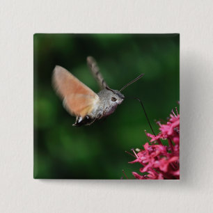 Bóton Quadrado 5.08cm Traça de colibri que paira