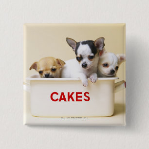 Bóton Quadrado 5.08cm Três filhotes de cachorro da chihuahua na lata do