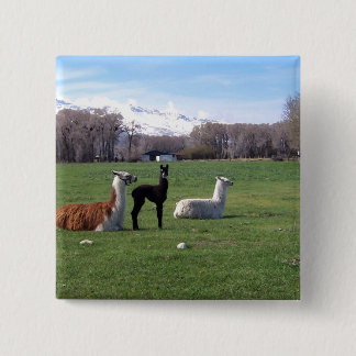 Bóton Quadrado 5.08cm Três lamas no campo