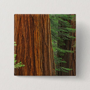Bóton Quadrado 5.08cm troncos de sequóia gigante na floresta, Yosemite