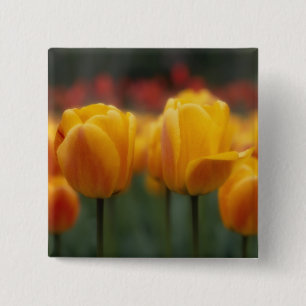Bóton Quadrado 5.08cm Tulipas 2