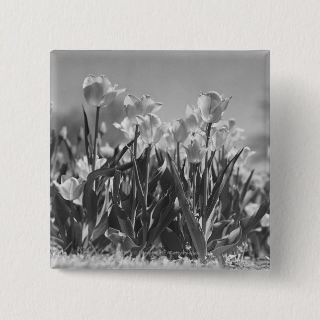 Bóton Quadrado 5.08cm Tulipas na flor (Frente)