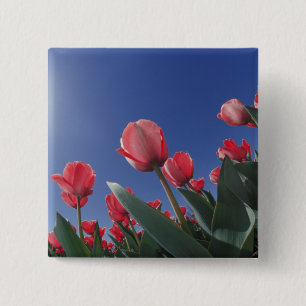 Bóton Quadrado 5.08cm Tulipas vermelhas de ângulo muito baixo, Cincinnat