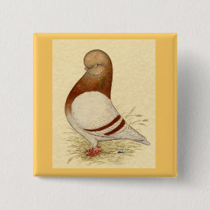 Bóton Quadrado 5.08cm Tumbler Pigeon: LFCL Mealy