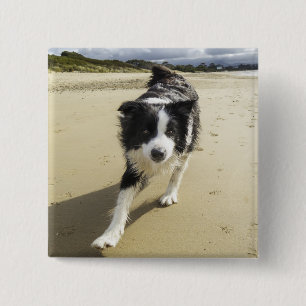 Bóton Quadrado 5.08cm Um cão de border collie que funciona na praia