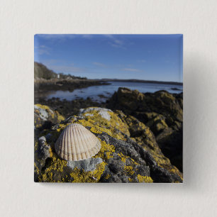 Bóton Quadrado 5.08cm Um Seashell senta-se em uma rocha Dumfries,