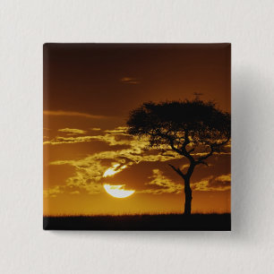 Bóton Quadrado 5.08cm Umbrella Thorn Acacia, Acacia tortilis