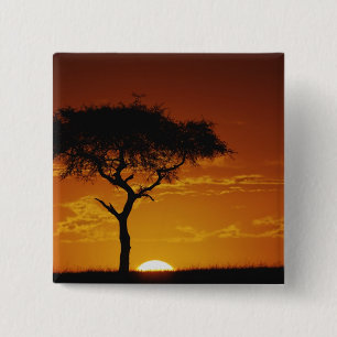 Bóton Quadrado 5.08cm Umbrella Thorn Acacia, Acacia tortilis