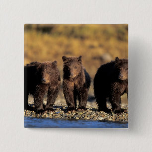 Bóton Quadrado 5.08cm Urso pardo, urso marrom, filhotes, Katmai National