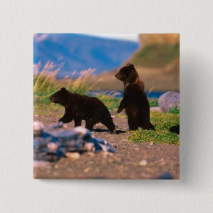 Bóton Quadrado 5.08cm Urso Pardo, Ursus arctos, Península do Alasca,