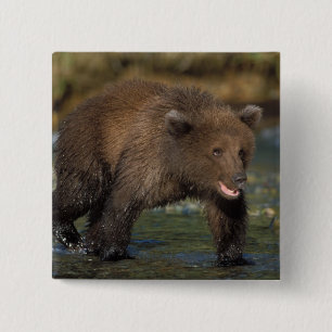 Bóton Quadrado 5.08cm urso pardo, Ursus arctos, urso cinzento, Ursus 6