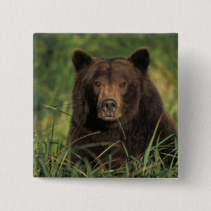 Bóton Quadrado 5.08cm urso pardo, Ursus arctos, urso cinzento, Ursus 9