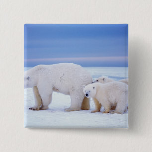 Bóton Quadrado 5.08cm Urso polar com filhotes em conjunto com gelo
