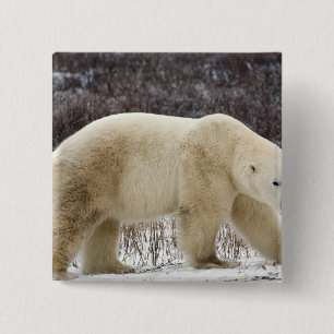 Bóton Quadrado 5.08cm Urso Polar Ursus maritimus) em Churchill