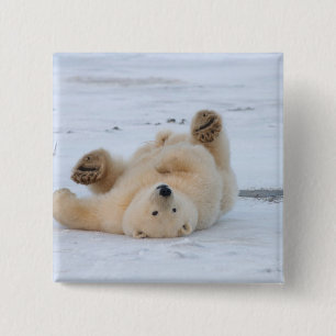 Bóton Quadrado 5.08cm urso polar, Ursus maritimus, filhote rolando 3