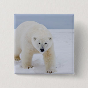 Bóton Quadrado 5.08cm urso polar, Ursus maritimus, no gelo e neve,